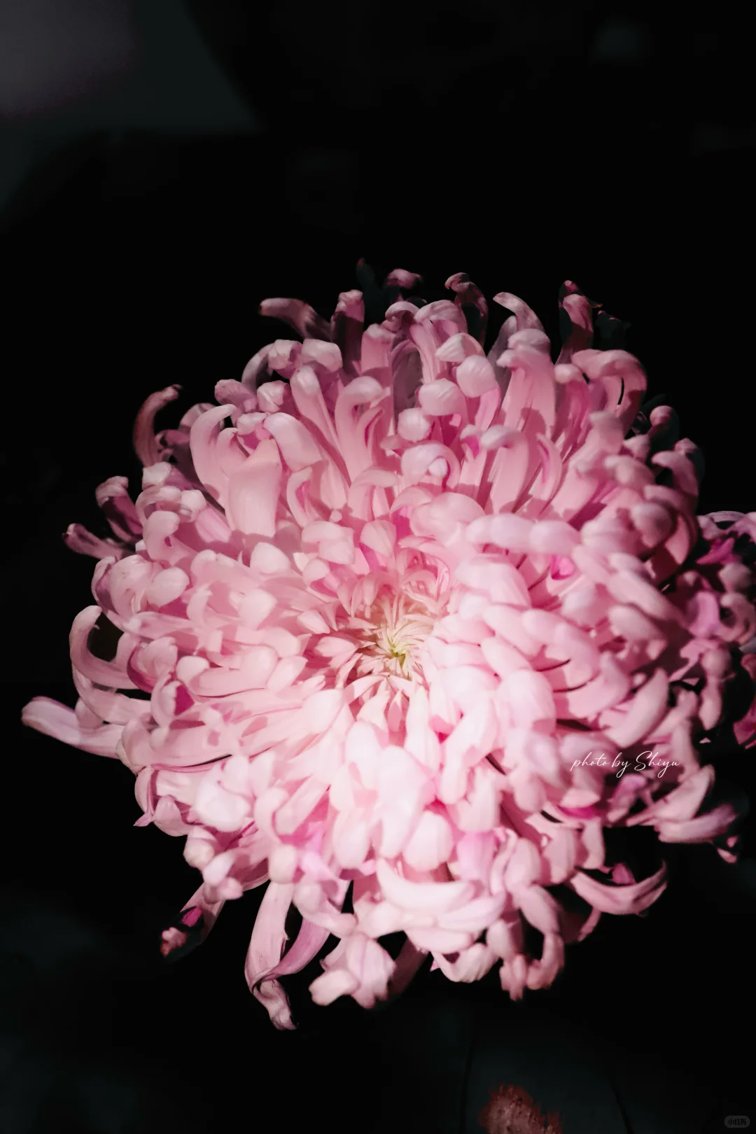 小红书赏菊大会｜粉色娇艳 让人无法拒绝