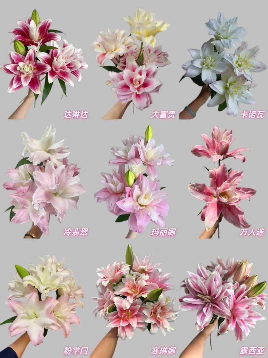 最全的粉色重瓣百合品种合集，建议收藏！
