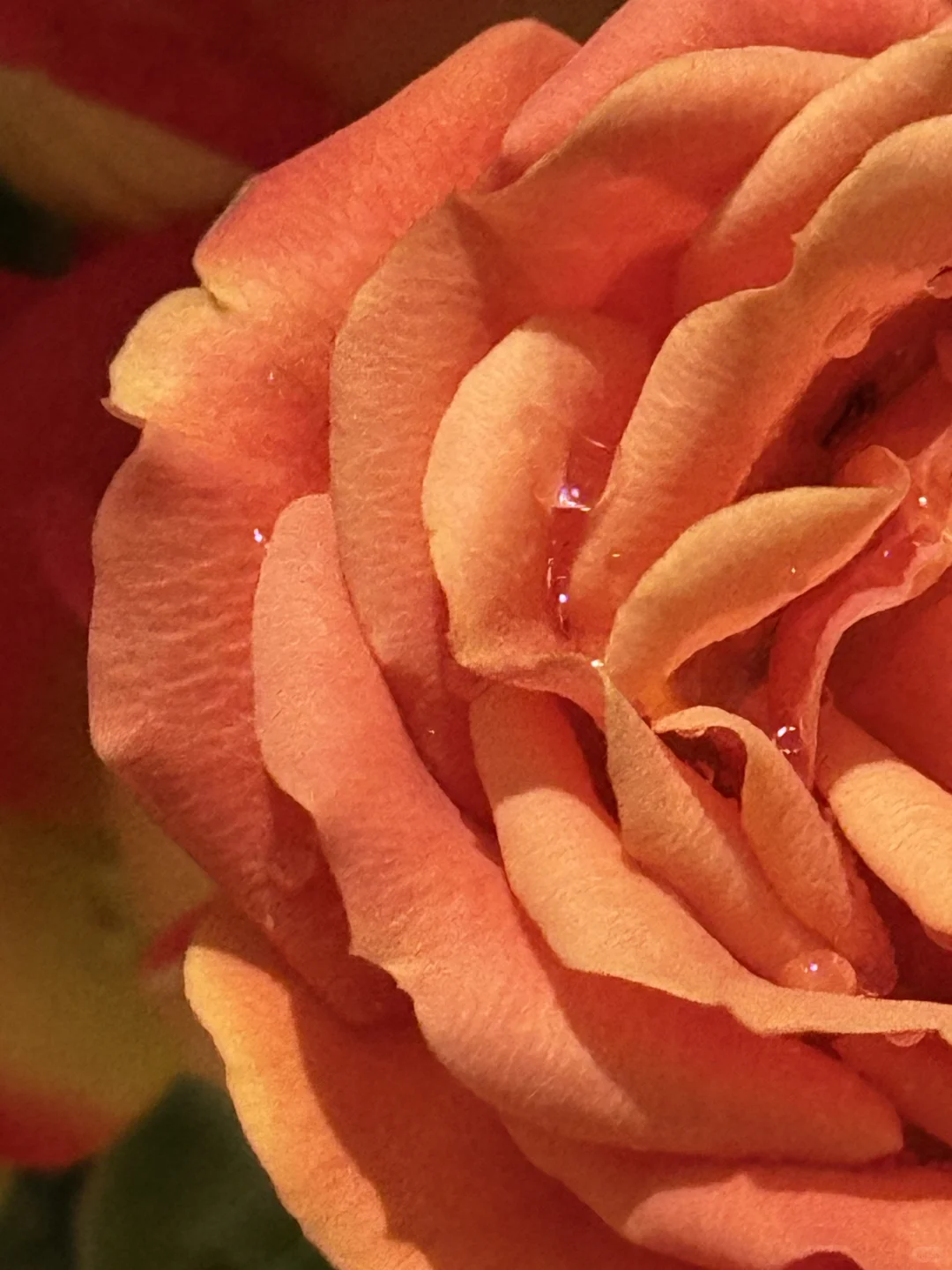 我真的好爱玫瑰🌹