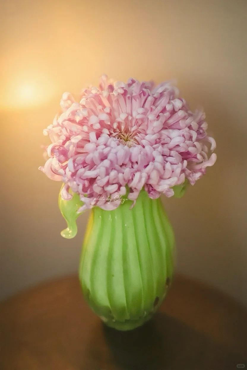 小红书赏菊大会｜粉色娇艳 让人无法拒绝