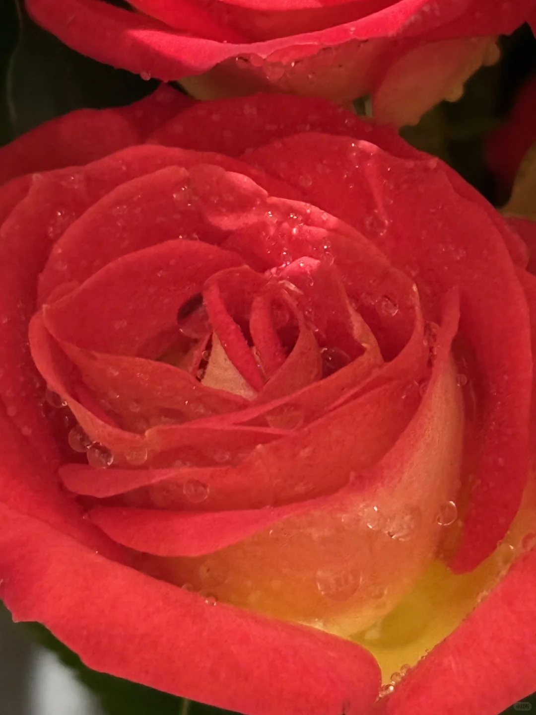 我真的好爱玫瑰🌹