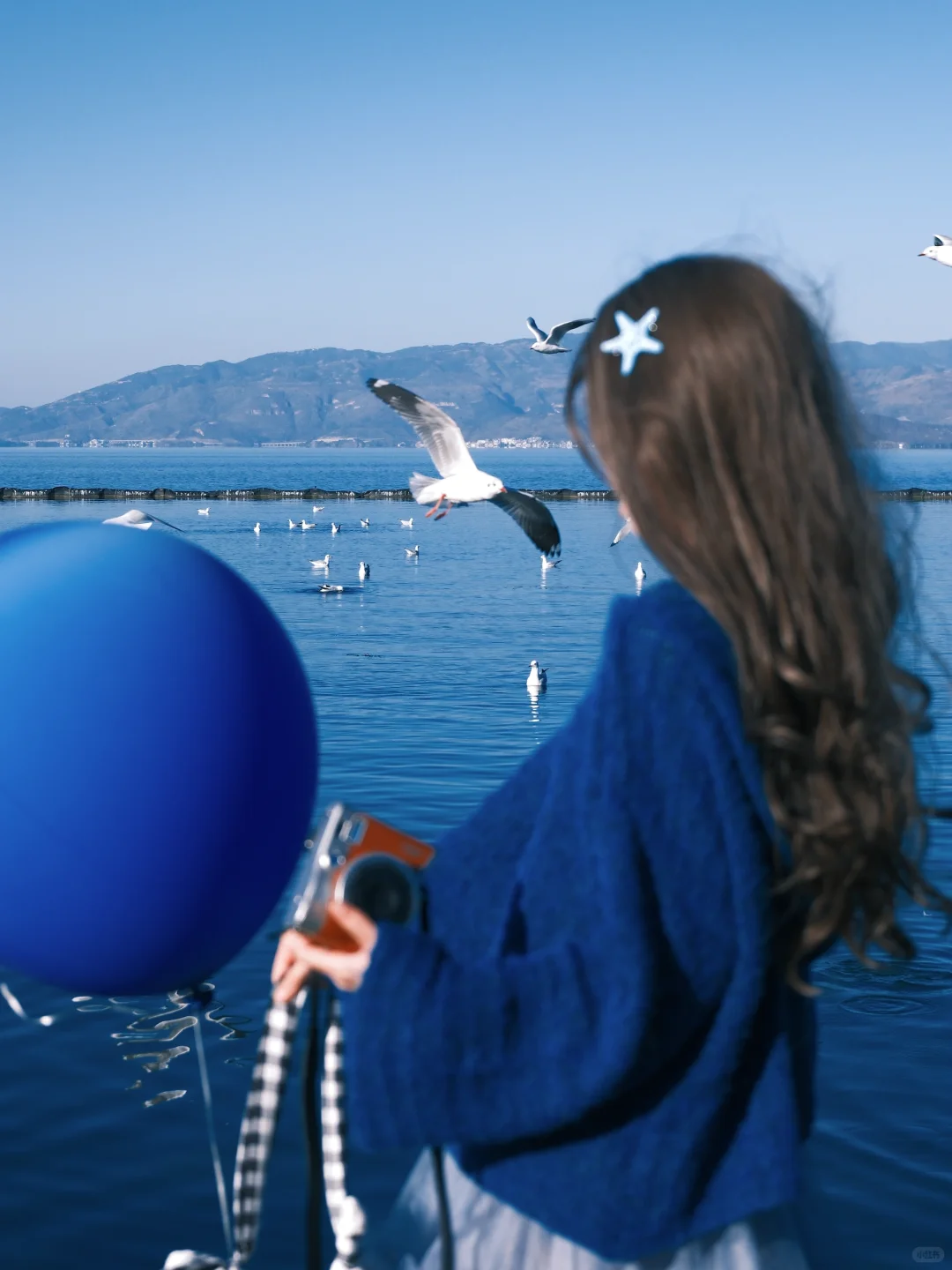冬日蓝调时刻胶片🎞️海边海鸥氛围感随拍