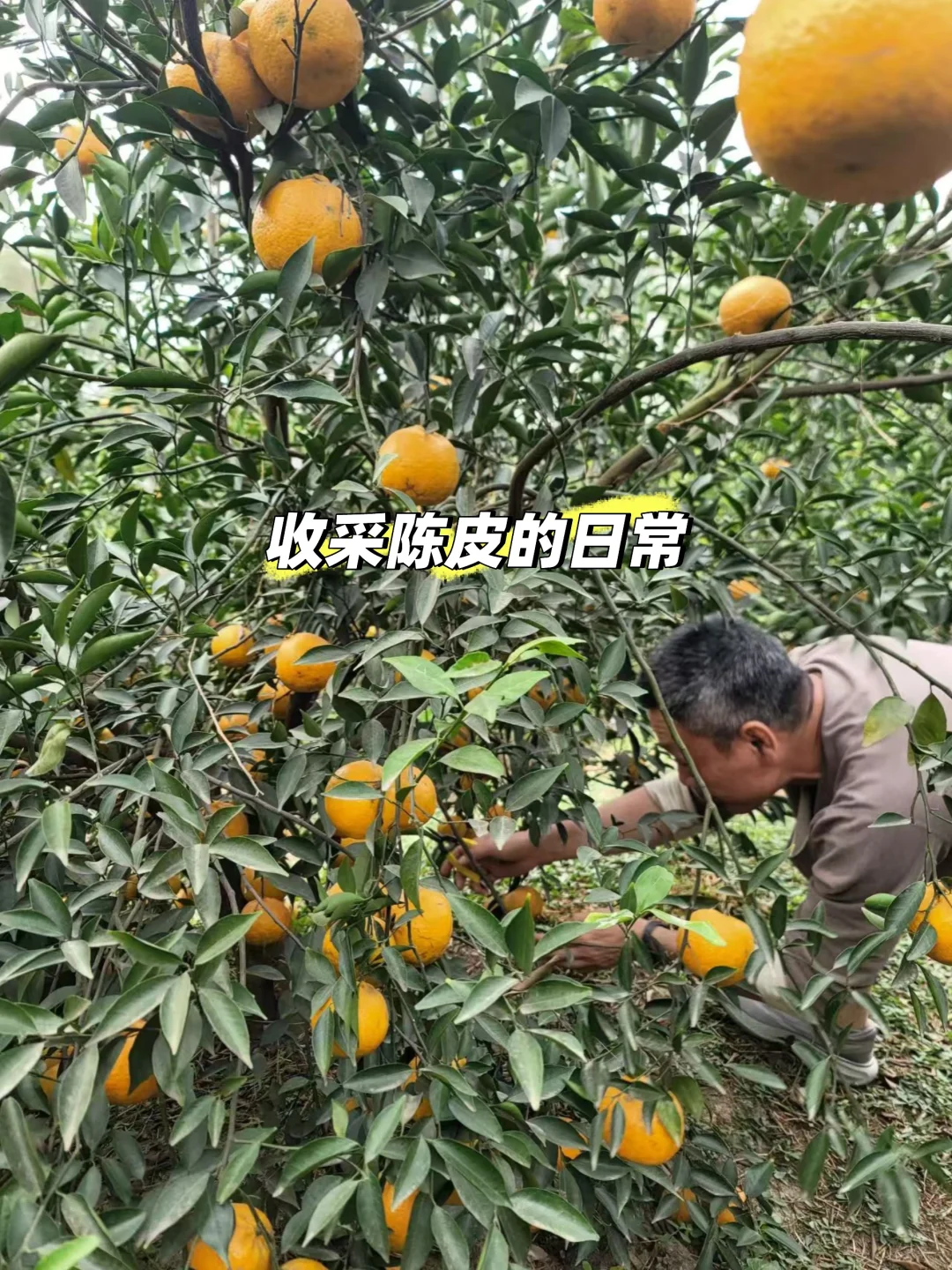 让陈皮有趣起来，一～新会陈皮日记十九