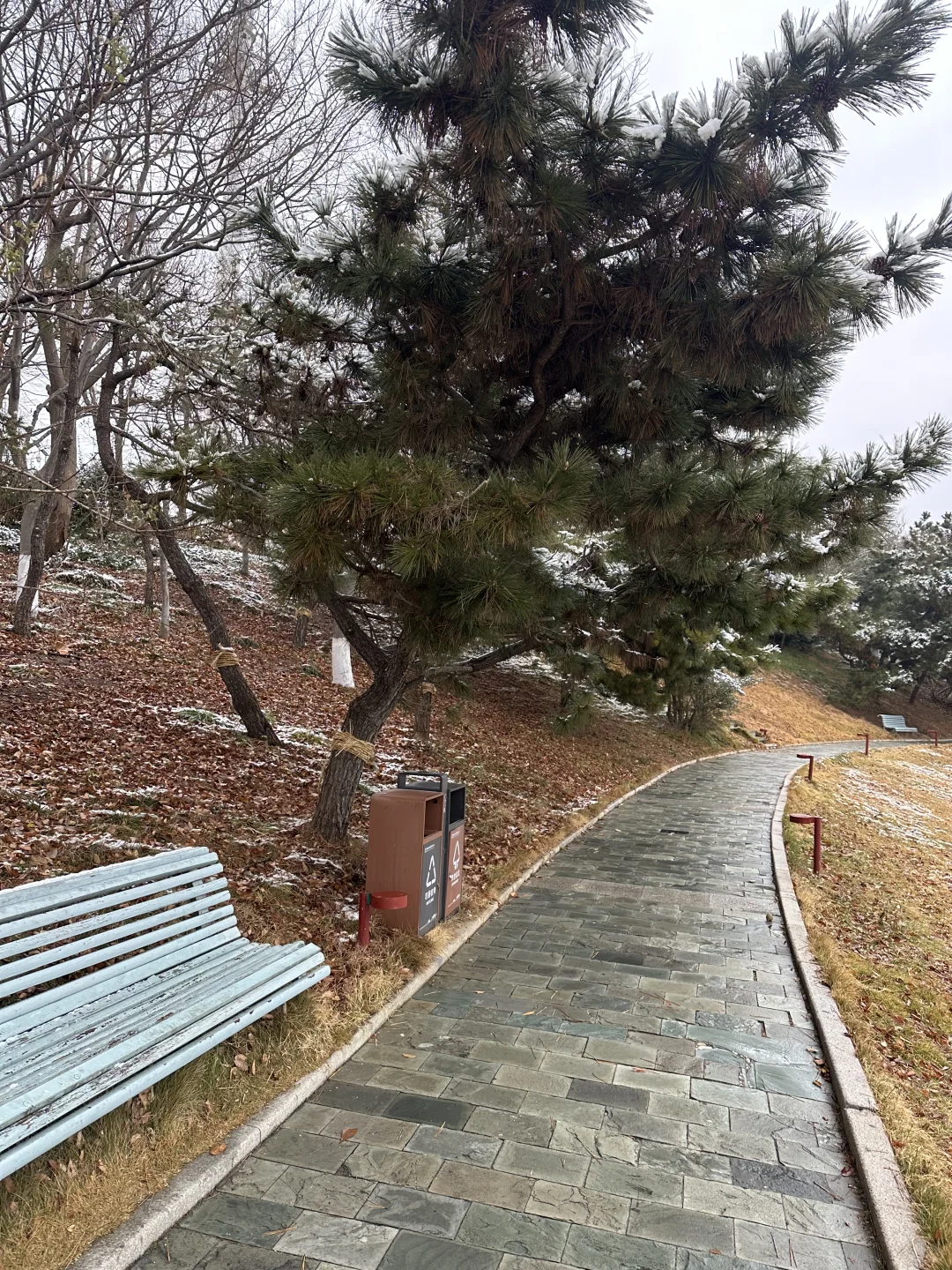 📍青岛初雪，海边的冰雪森林❄️🌲