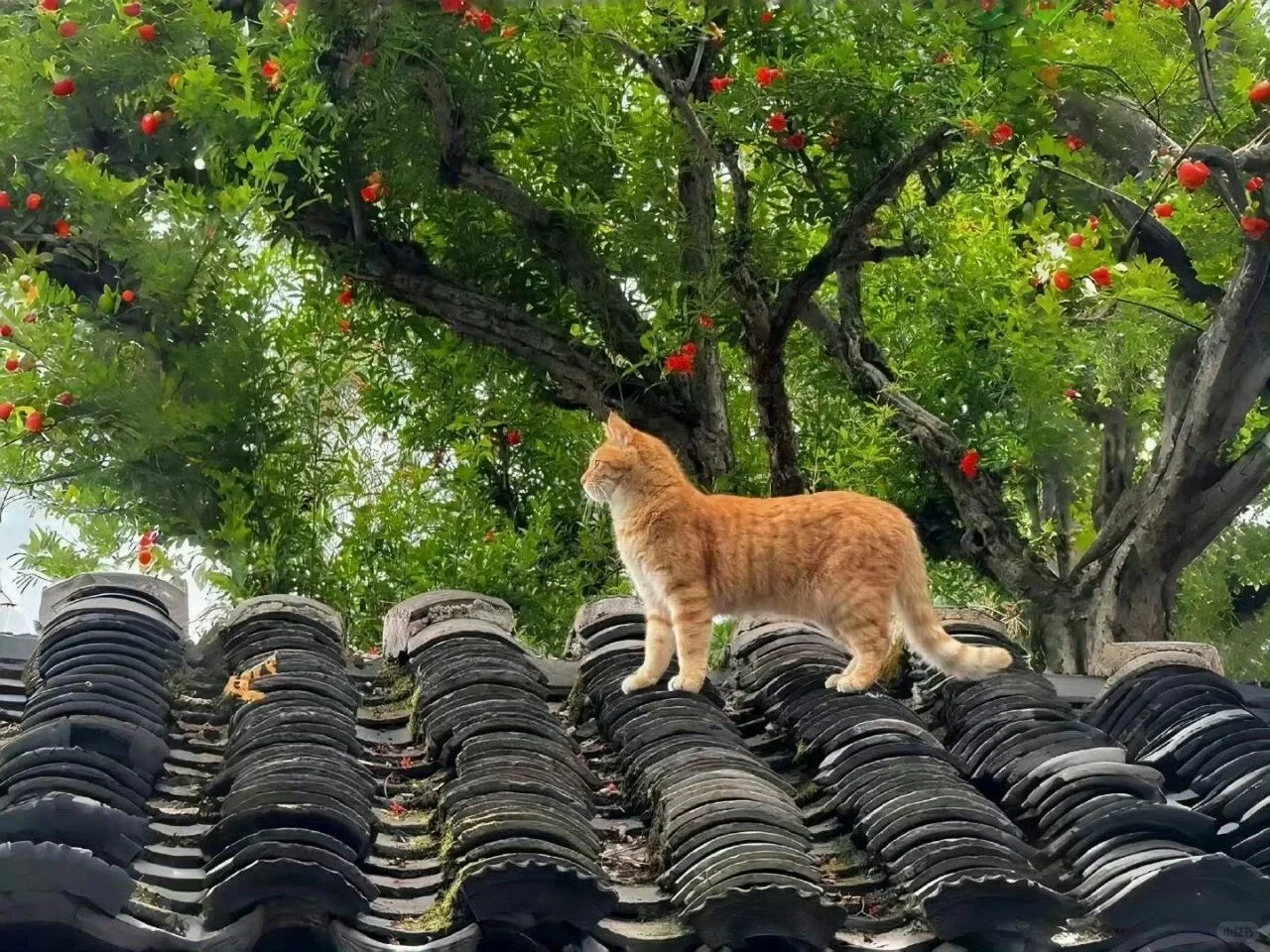 iPad电脑猫咪高清壁纸｜哈基米