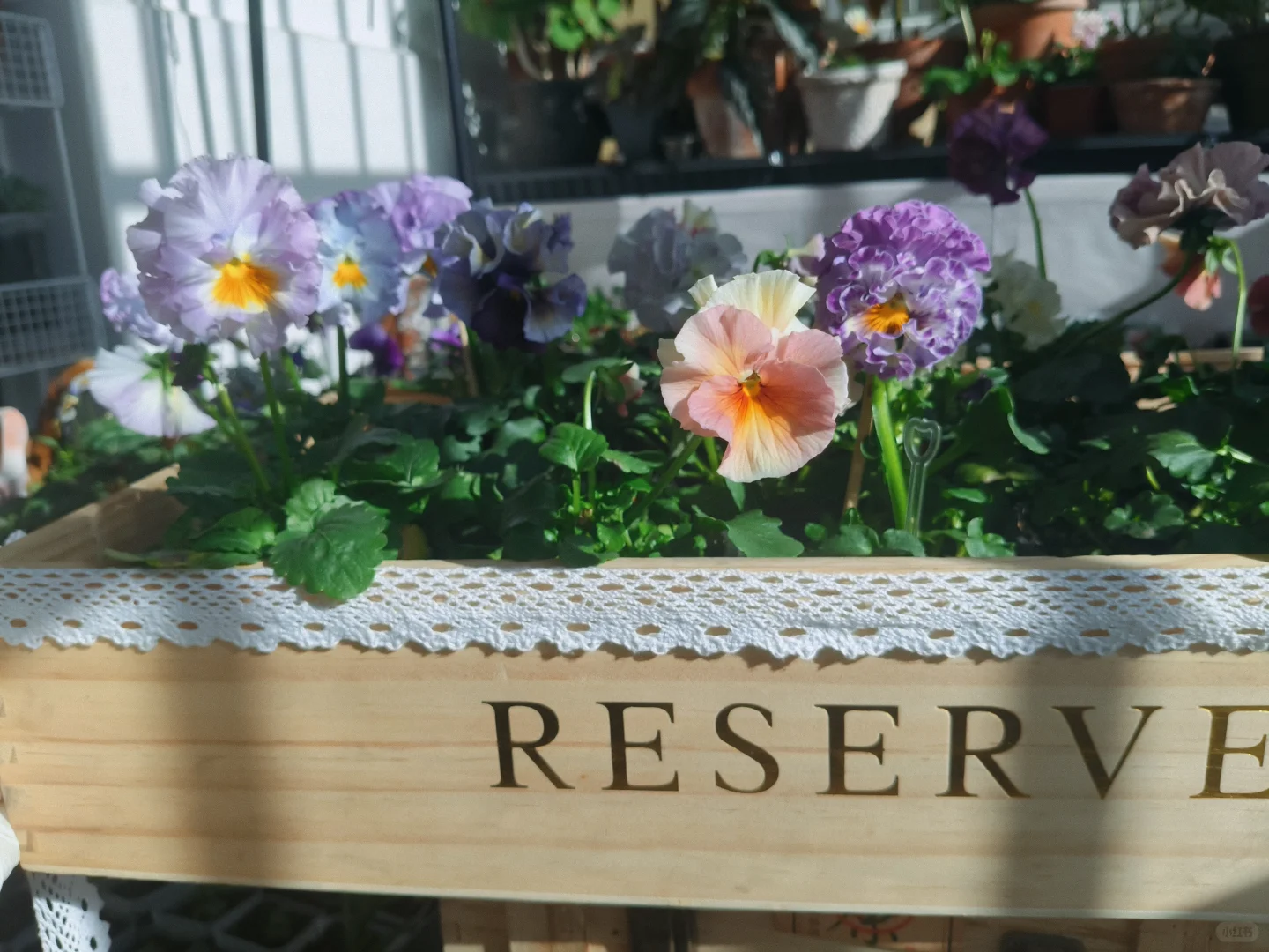 冬至的阳台小花园，温暖一整个冬天❄️