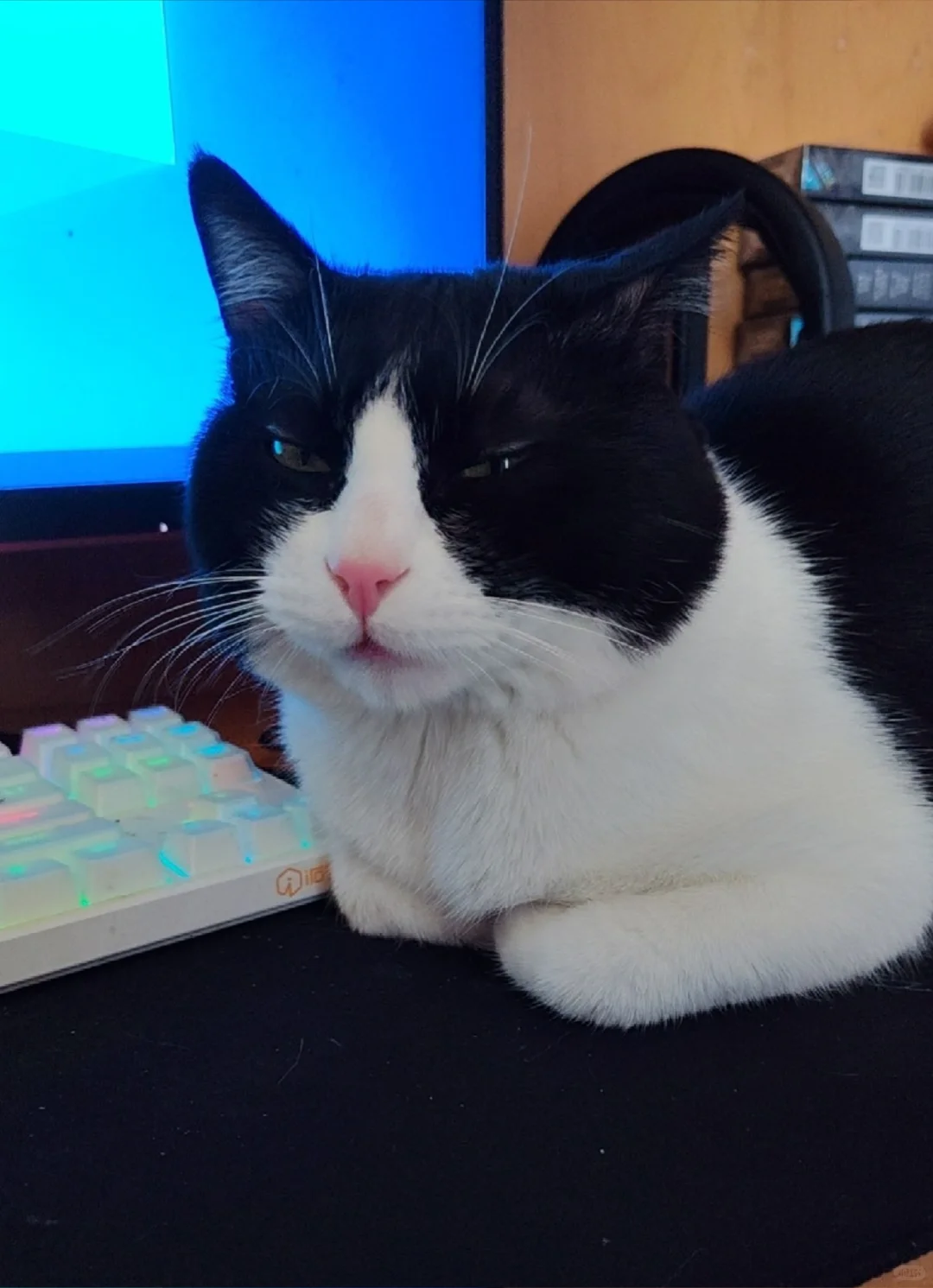 它真的太会了！