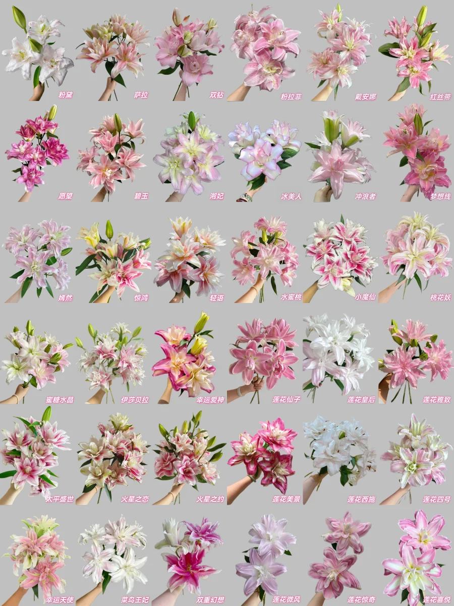 最全的粉色重瓣百合品种合集，建议收藏！