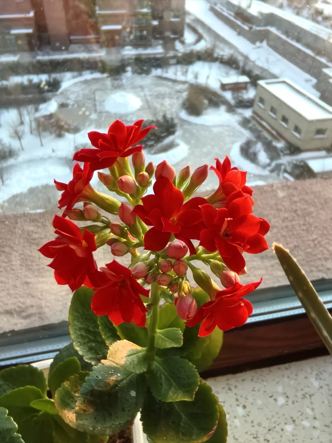 冬日里的明媚娇艳