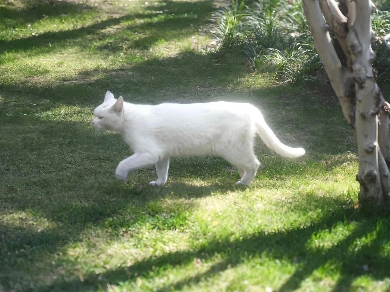 iPad电脑猫咪高清壁纸｜哈基米