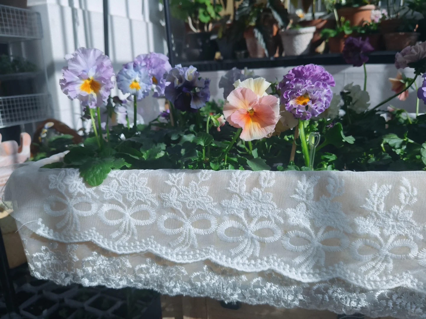 冬至的阳台小花园，温暖一整个冬天❄️