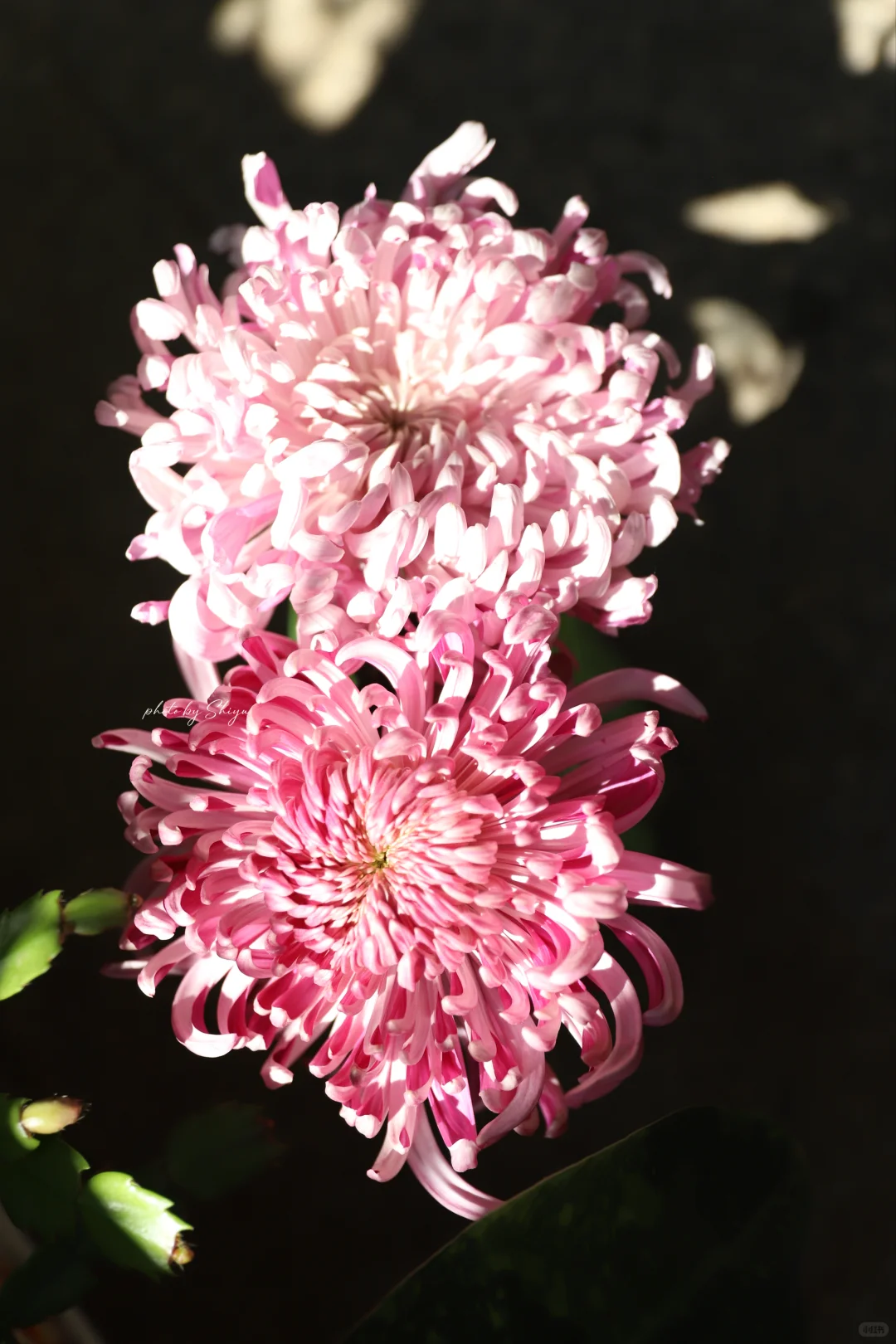 小红书赏菊大会｜粉色娇艳 让人无法拒绝