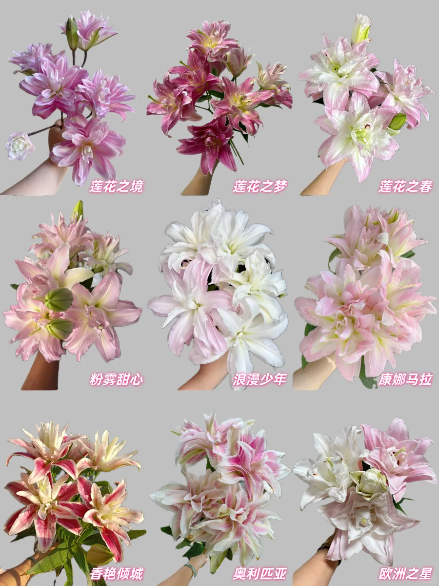 最全的粉色重瓣百合品种合集，建议收藏！