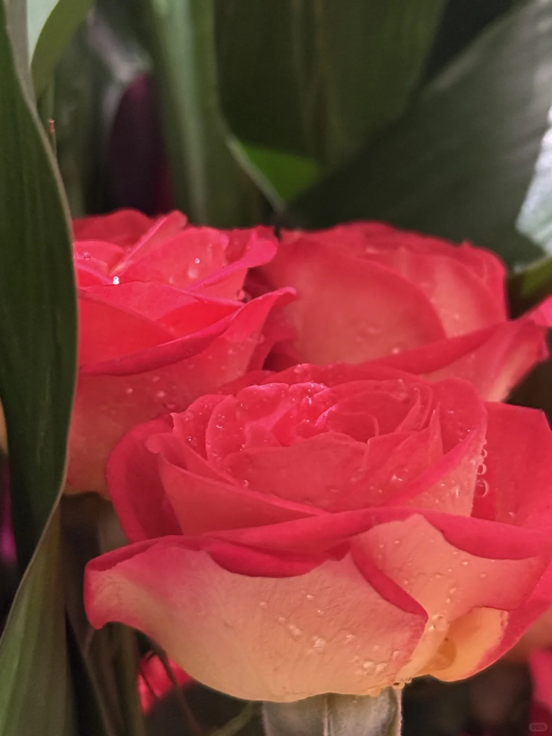 我真的好爱玫瑰🌹