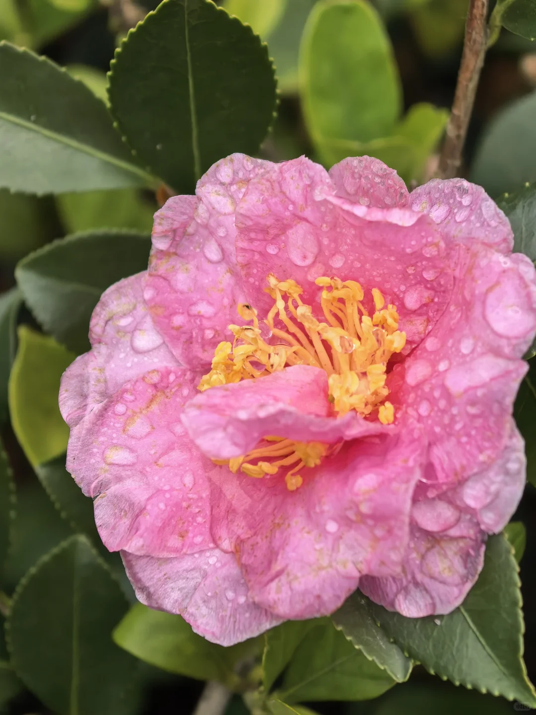 娇艳欲滴杜鹃花