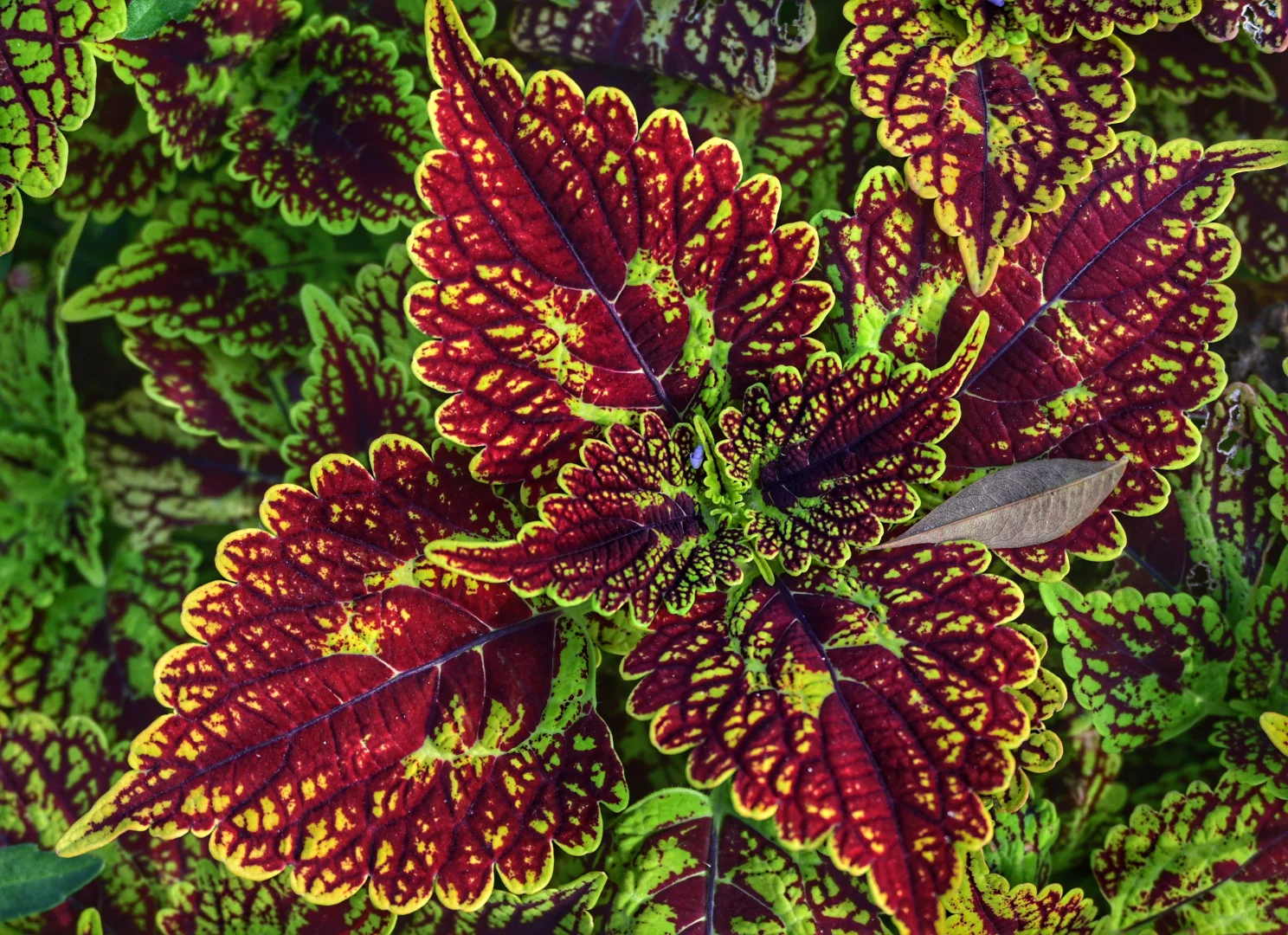 【五彩苏】娇艳斑斓的叶子