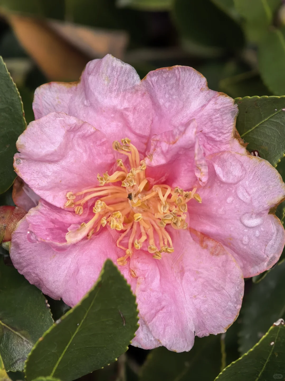 娇艳欲滴杜鹃花