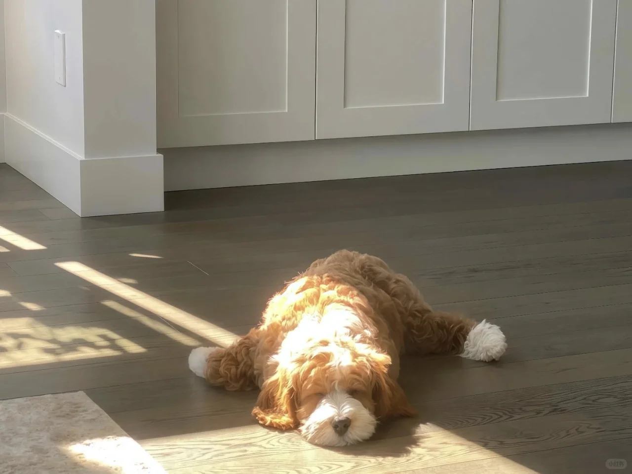 iPad电脑猫咪高清壁纸｜哈基米