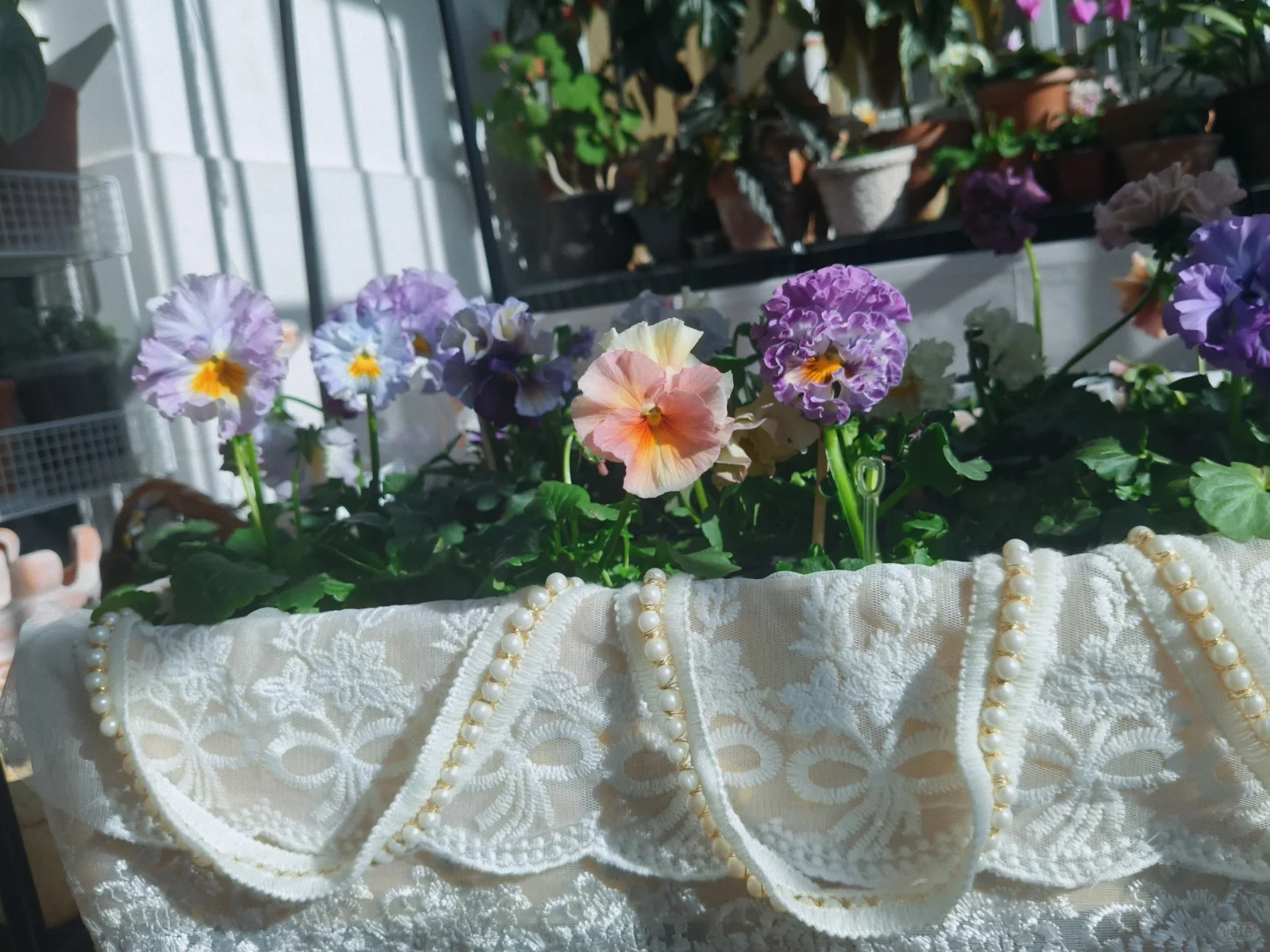 冬至的阳台小花园，温暖一整个冬天❄️