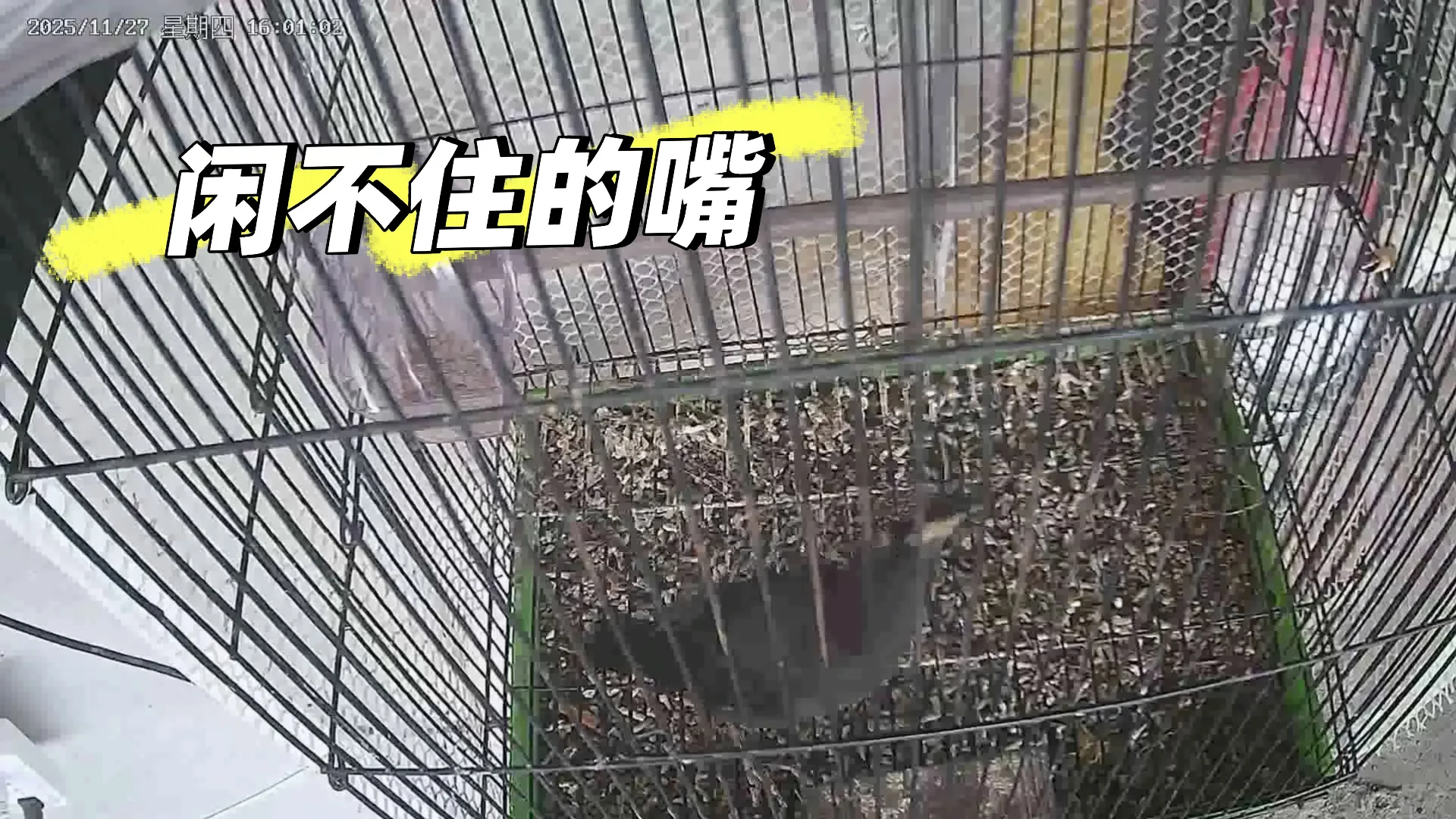 可可爱爱小黑鸡🥰