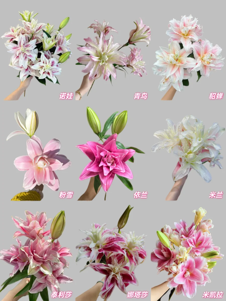 最全的粉色重瓣百合品种合集，建议收藏！