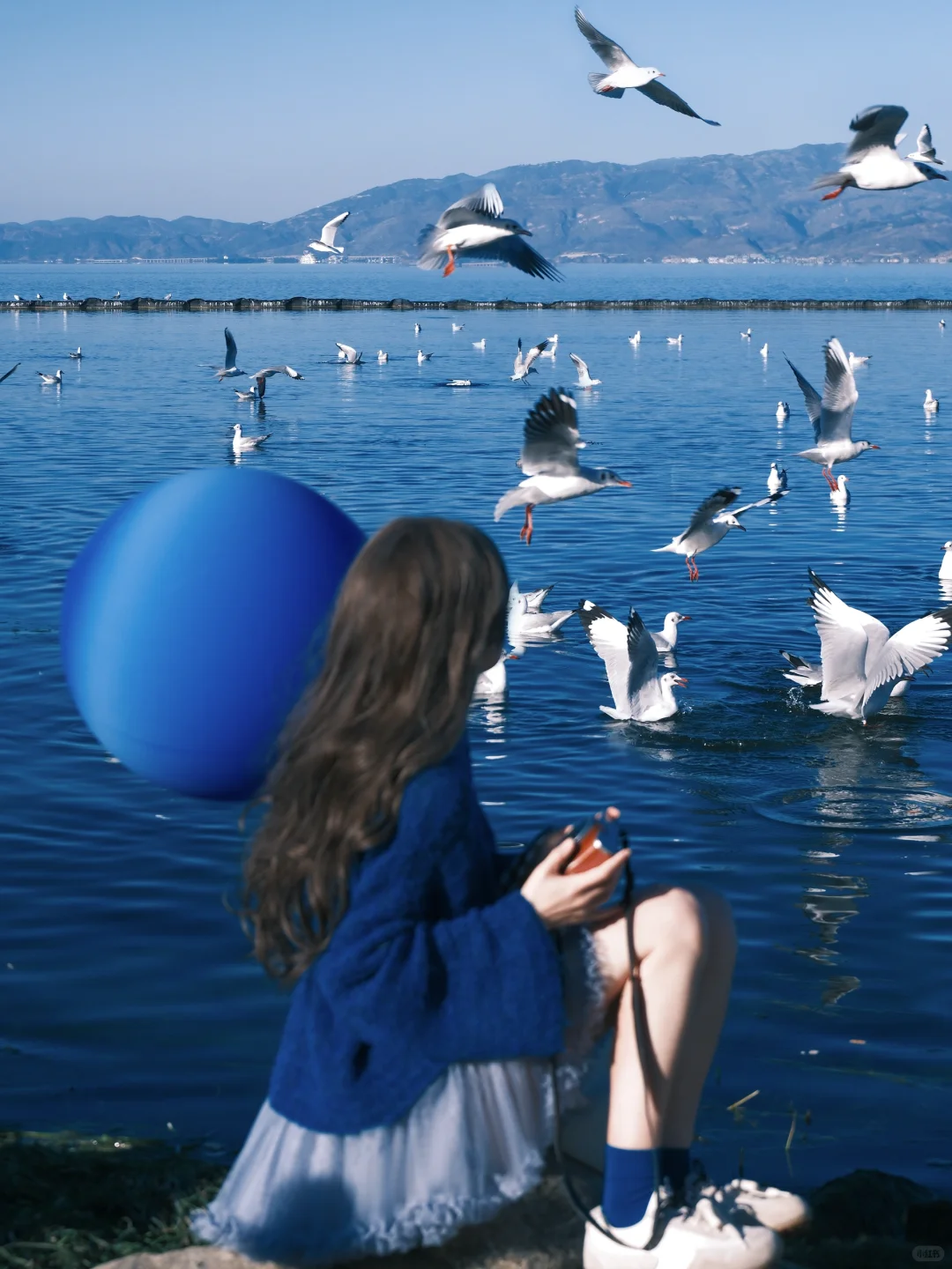 冬日蓝调时刻胶片🎞️海边海鸥氛围感随拍