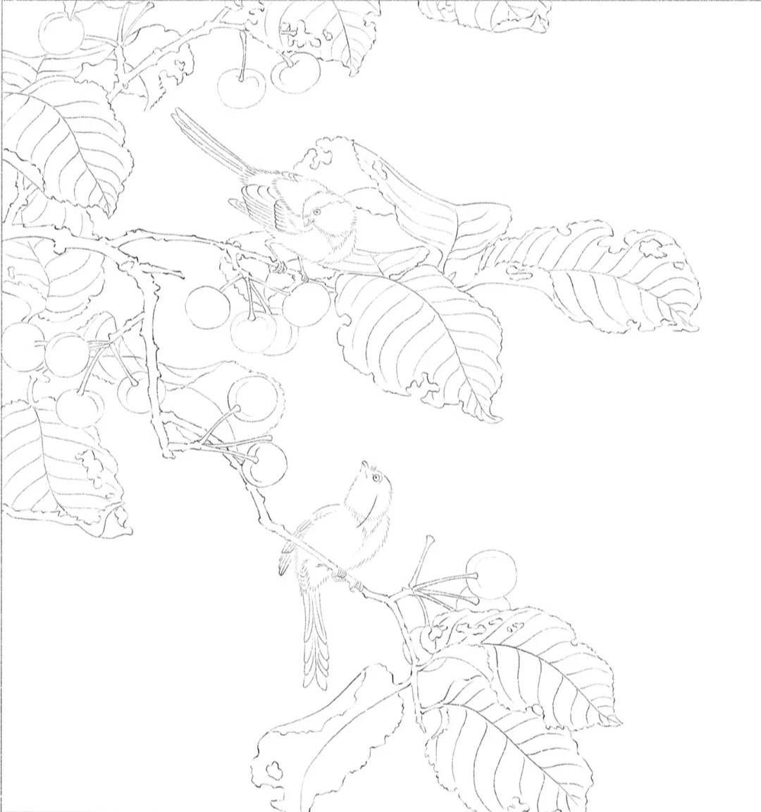 樱桃黄雀图（线稿自取）