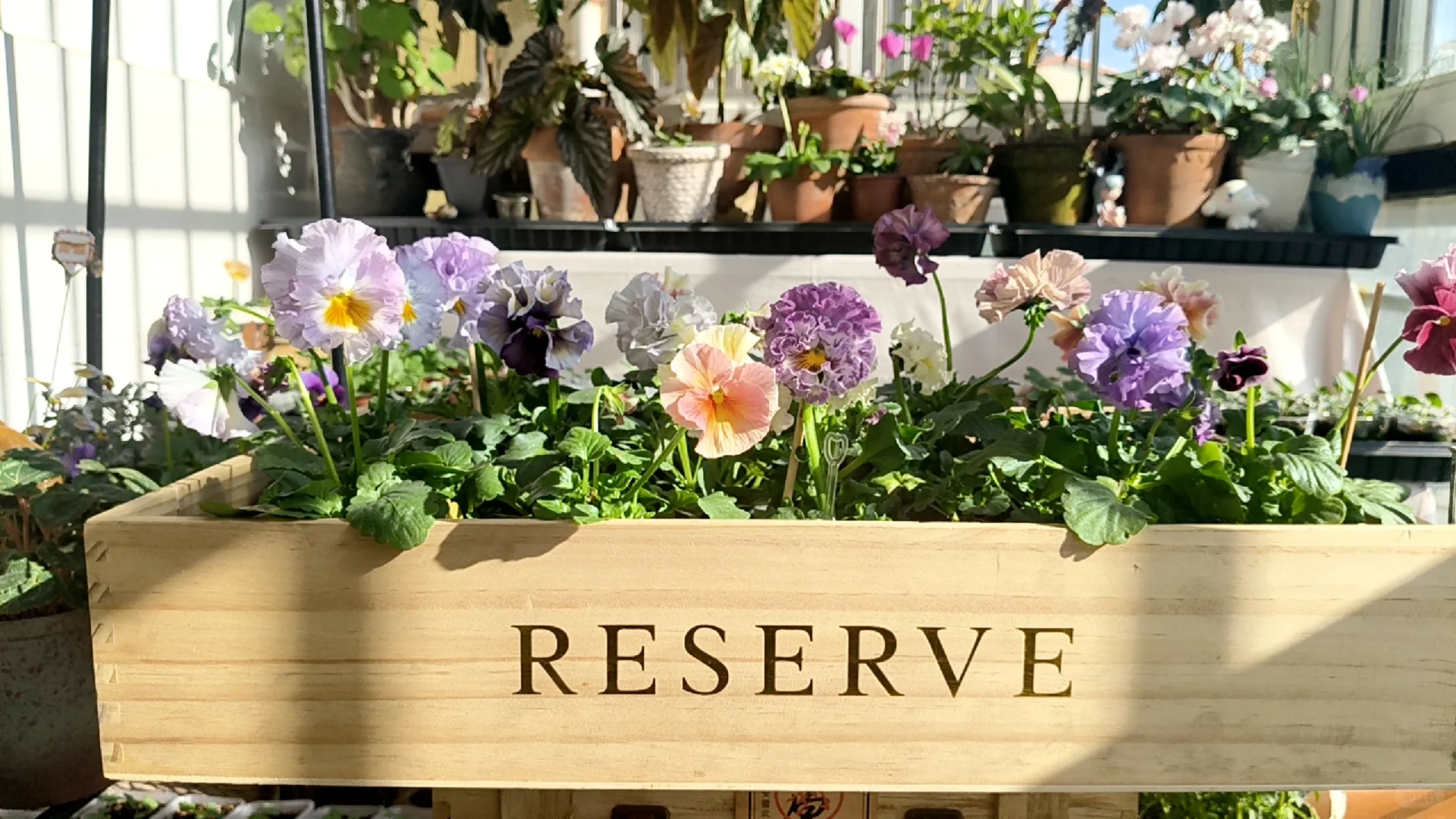 冬至的阳台小花园，温暖一整个冬天❄️