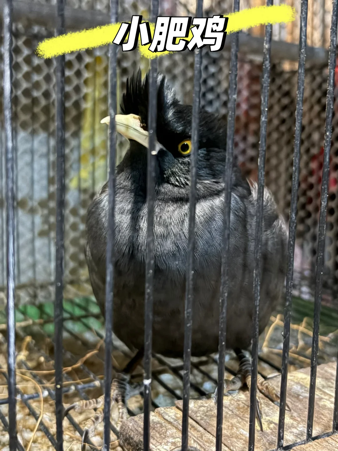 可可爱爱小黑鸡🥰