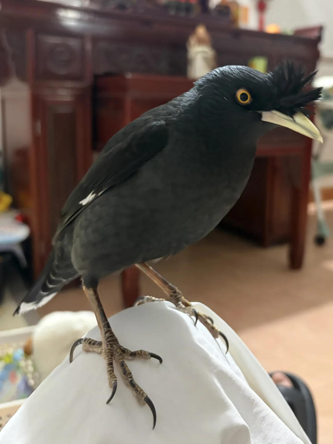 可可爱爱小黑鸡🥰