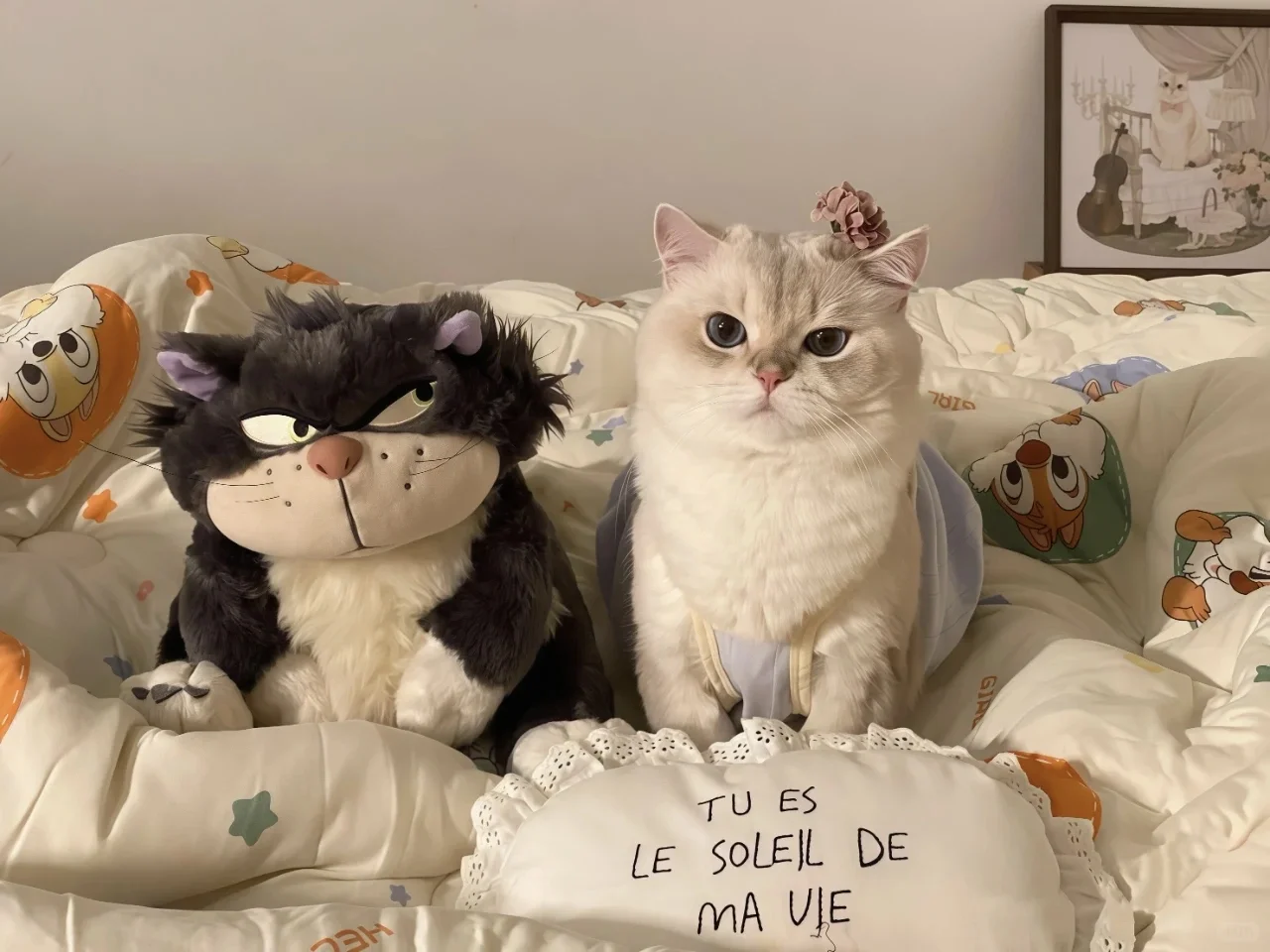 iPad电脑猫咪高清壁纸｜哈基米