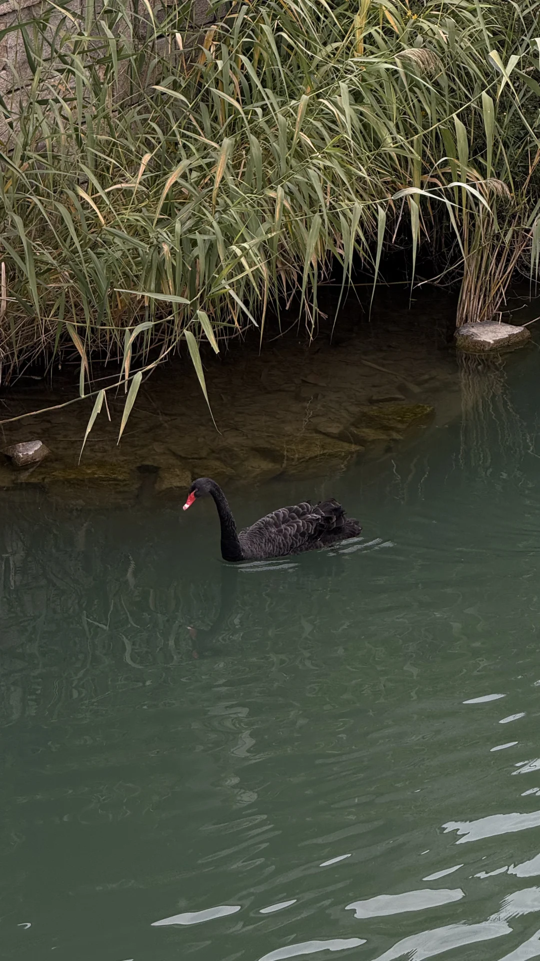 生长在荆棘里的玫瑰🌹才更娇艳
