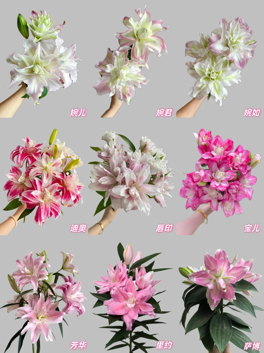 最全的粉色重瓣百合品种合集，建议收藏！