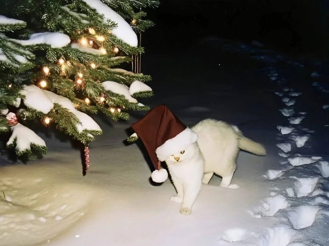 iPad电脑猫咪高清壁纸｜哈基米