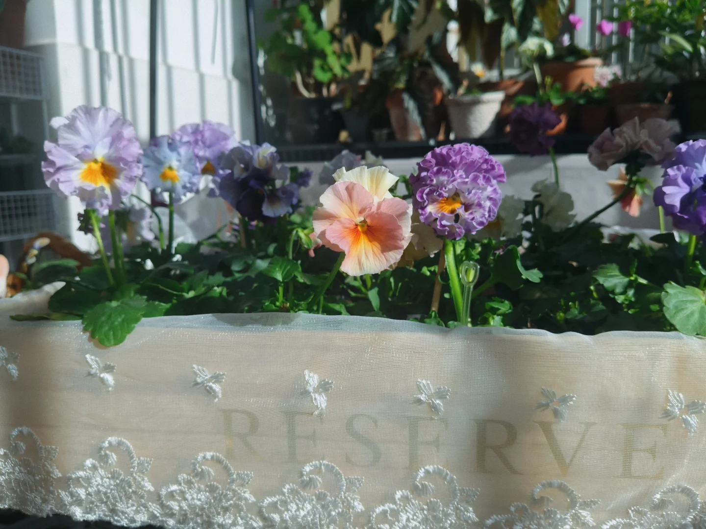 冬至的阳台小花园，温暖一整个冬天❄️