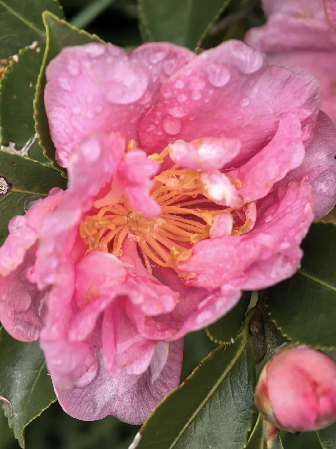 娇艳欲滴杜鹃花