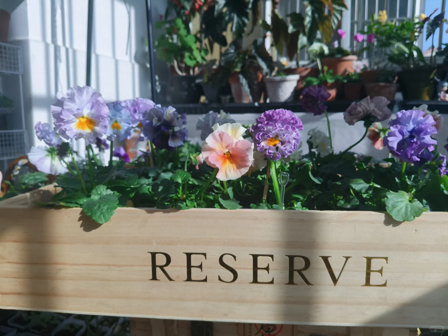 冬至的阳台小花园，温暖一整个冬天❄️