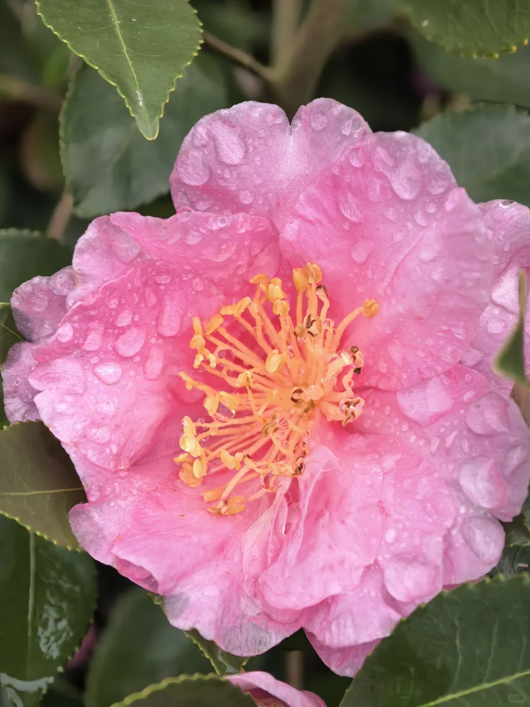 娇艳欲滴杜鹃花