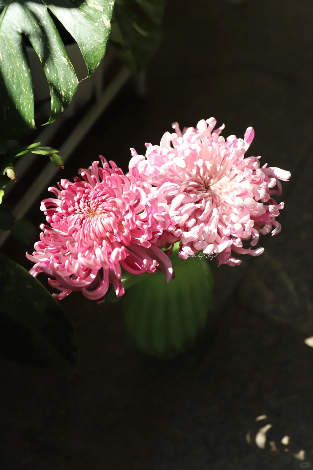 小红书赏菊大会｜粉色娇艳 让人无法拒绝