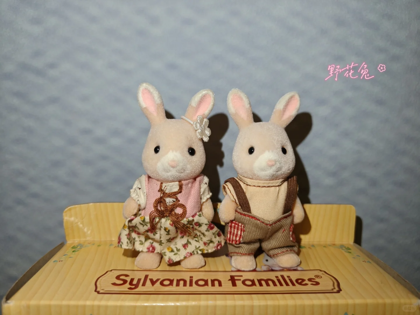 森贝儿全家福不慎泄露-兔兔篇