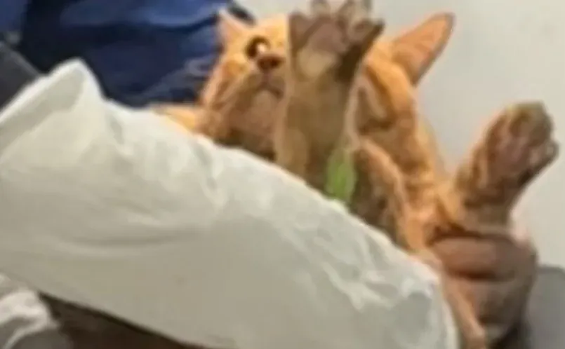 这把坏了 叫妈妈不应 叫地地不灵