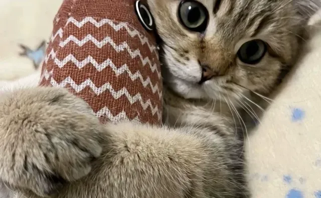 真心建议，想养猫的姐妹试试狸花猫