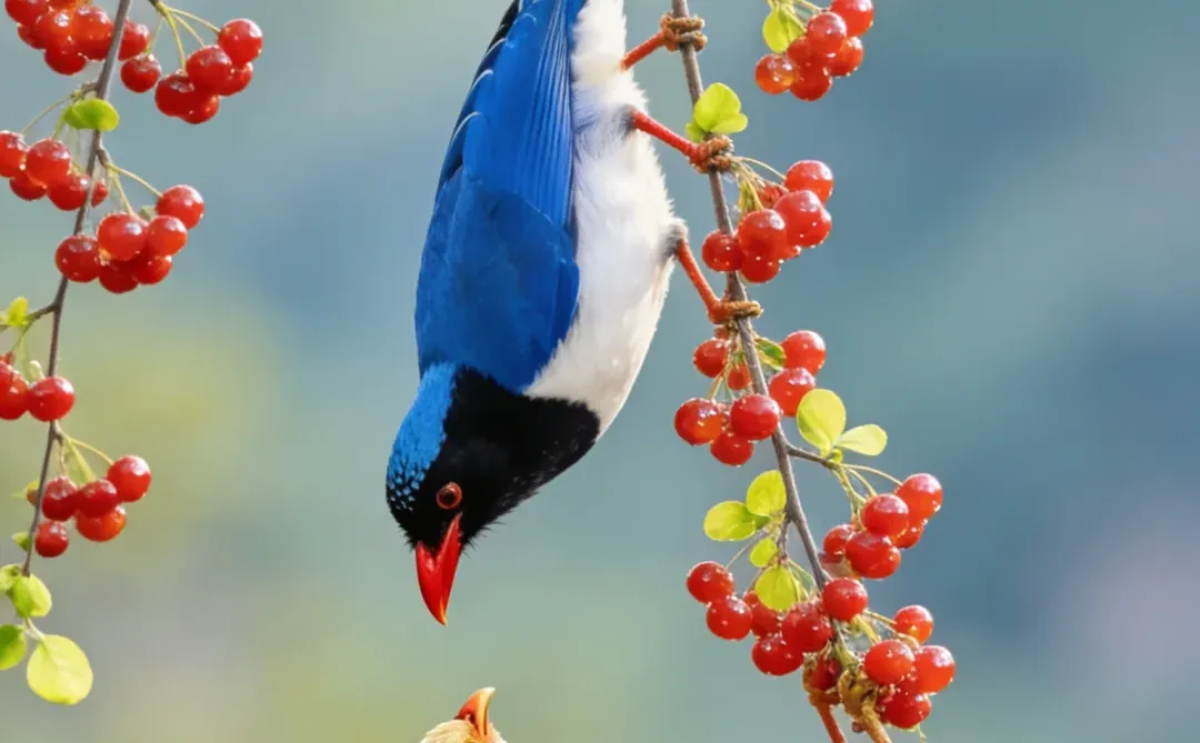 枝头鸟儿成双对 请不要使用无人机拍鸟 人与自然和谐之美 鸟类 花鸟 树上的鸟儿成