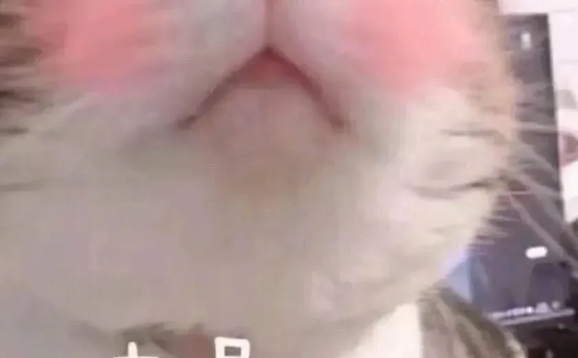 表情包40｜调戏男友表情包