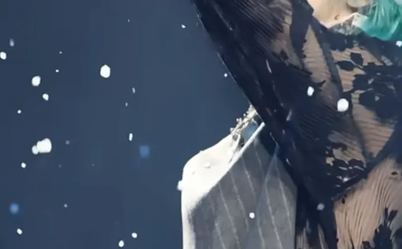 铃兰纪念稿x2💚 (⺣◡⺣)♡