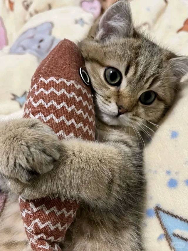 真心建议，想养猫的姐妹试试狸花猫