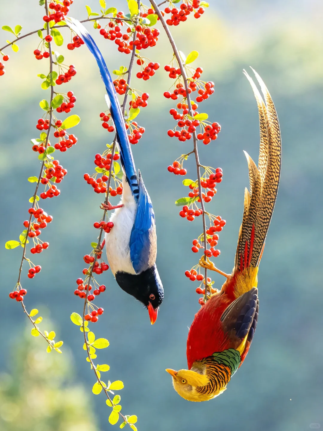 枝头鸟儿成双对 请不要使用无人机拍鸟 人与自然和谐之美 鸟类 花鸟 树上的鸟儿成