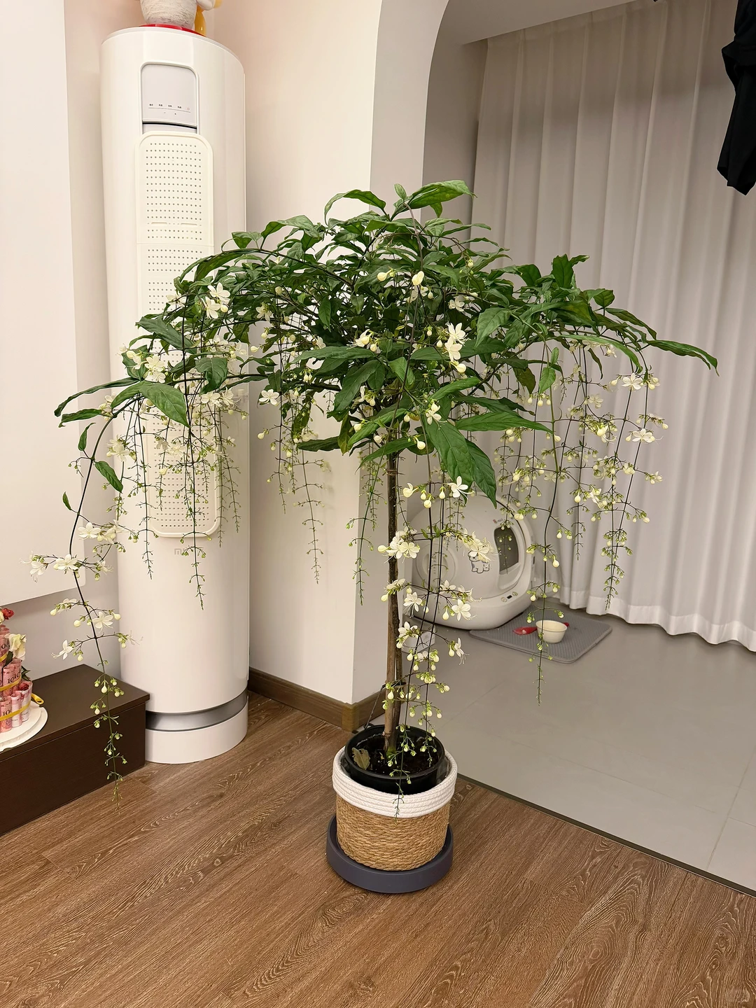 我的垂丝茉莉 太美了