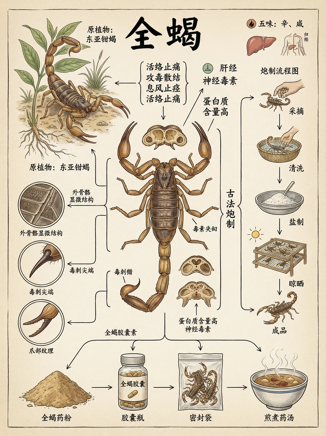 这是我收藏的古代虫子图鉴，绝了