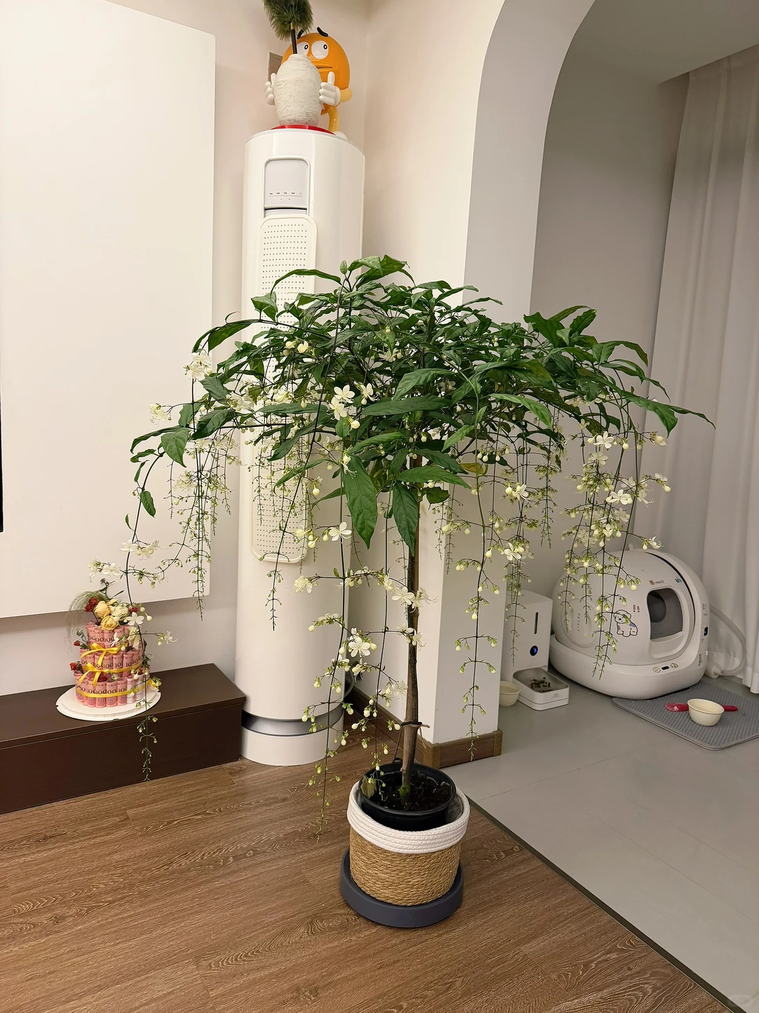 我的垂丝茉莉 太美了